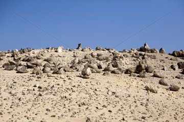 Coastal landscape stony Sultanate of Oman