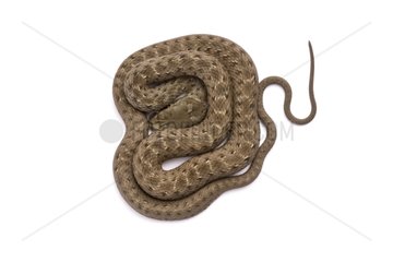 Young Montpellier snake