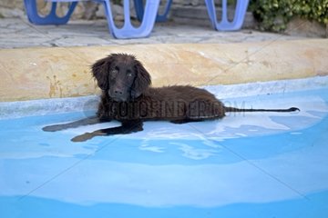 Brown puppy lying in a swimming-pool in Provence France