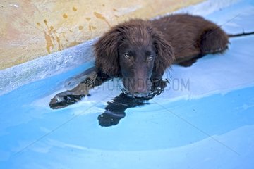 Brown puppy lying in a swimming-pool in Provence France