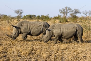 White rhinoceroses grazing NP Kruger South Africa