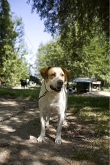 Mongrel SPCA dog retained by a chain in Provence France