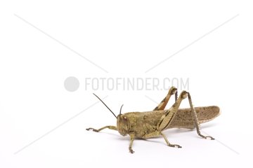 Egyptian locust on white background France