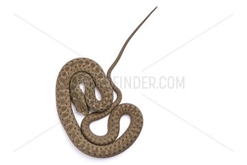 Young Montpellier snake