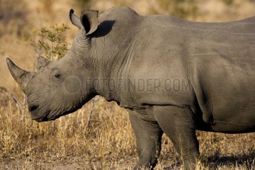 White rhinoceros in the savanna NP Kruger South Africa
