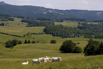 Herd of Charolais cows in a meadow green France