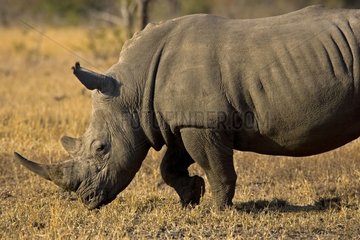 White rhinoceros grazing NP Kruger South Africa