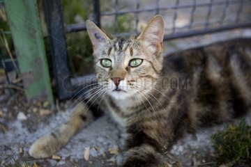Portrait of a sad-looking SPCA cat in Provence France