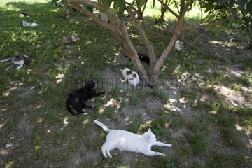 Group of cats at the SPCA in Provence France