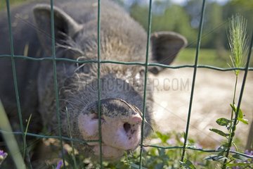 Grey pig enclosed at the SPCA in Provence France