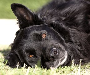 Portrait of a mongrel dog lying down in grass