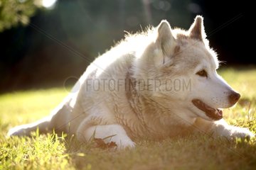 Mongrel dog lying down in grass
