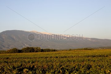 Landscape of vineyards and Mount Ventoux France