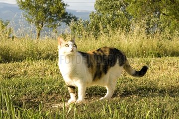 Portrait of a tricolour Cat in a field