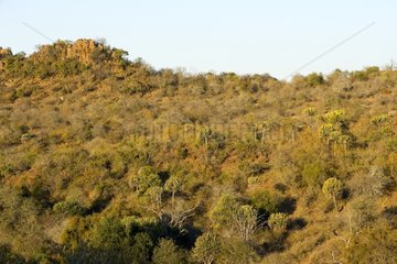 Forest in the NP Kruger South Africa