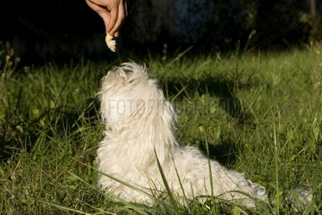 Tulear cotton dog in grass