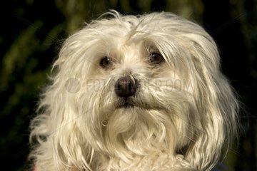 Portrait of a Tulear cotton dog