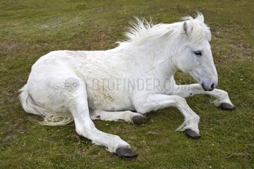 Old white horse unable to walk Falkland Islands
