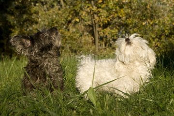 Tulear cotton dogs in grass