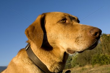 Portrait of a mongrel dog
