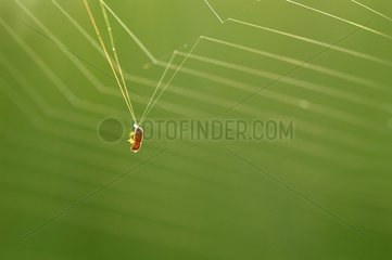 Small beetle in a bad position in a web of Epeire