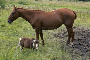 Saddle horse and a poney in a meadow