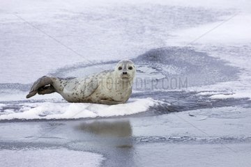 Insular Seal on the frozen Lake Abashiri in winter Japan