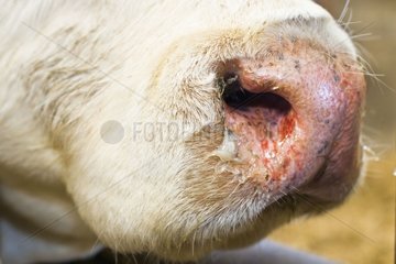 Nasenloch einer Kuh  die an einer blauen Zungenerkrankung Frankreich leidet