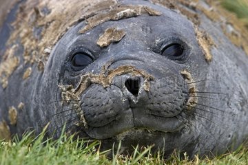 Portrait of an Elephant seal moulting in Falkland Islands
