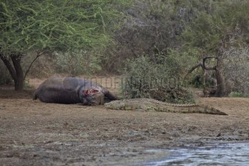 Nile Crocodile approaching an death Hippopotamus Kruger NP