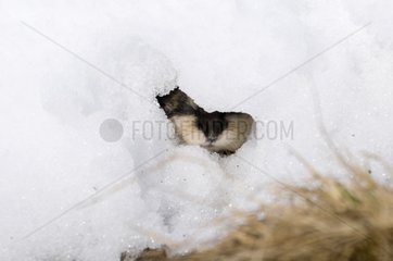 Norway Lemming emerging from snow Swedish Lapland