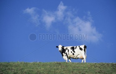 Kuh mit dem Rinderpark im Sommer Frankreich