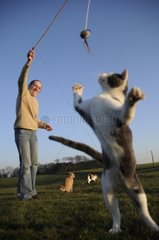 Frau spielt mit einer mÃ¤nnlichen europÃ¤ischen Katze in einem Garten Frankreich