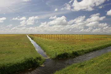 Landscape of a natural reserve in spring Netherlands