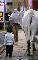 Heilige Kuh und Kind in den StraÃŸen von Benares India