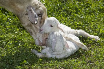 Sheep caring after her newborn lambs Spain