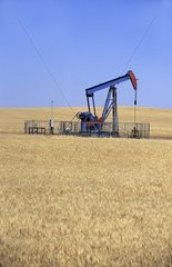 Oil wells in a field of grain Saskatchewan Canada