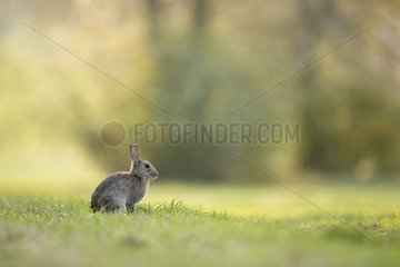 European rabbit next to its burrow in clearing France