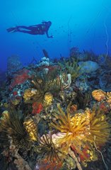 Scuba diver swimming over coral reef Dominican Republic