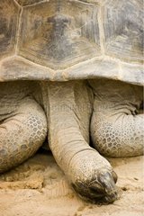 Portrait of a giant Tortoise of Aldabra at rest on sand