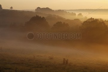Sunrise on a Vosgean forest France