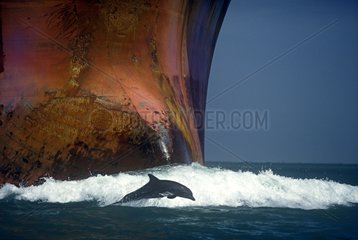 Bottlenose Dolphin jumping near a tanker Gulf of Mexico