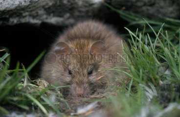 Erwachsene Ratte  die in der Nähe seines Lochs Archipel Crozet verwundete