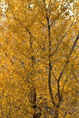 Foliage Lombardy poplars in autumn Provence France