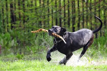 Cross dogue labrador female playing with a stick France