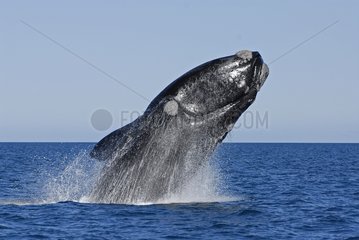 Southern Right Whale jumping Valdes Peninsula Patagonia
