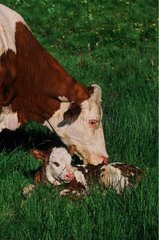 Montbéliard Kuh leckt sein Neugeborenen Kalbfleisch