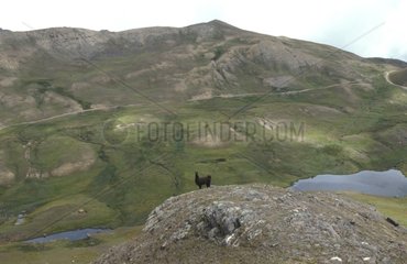 Lama dans paysage de montagne Bolivie