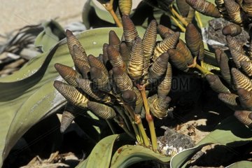 Detail of the sexual organs of male Welwitschia Namibia [AT]