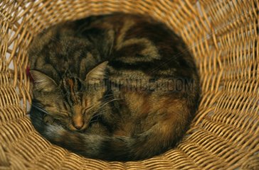 Katze schlÃ¤ft am Boden eines Korbkorbs Frankreich